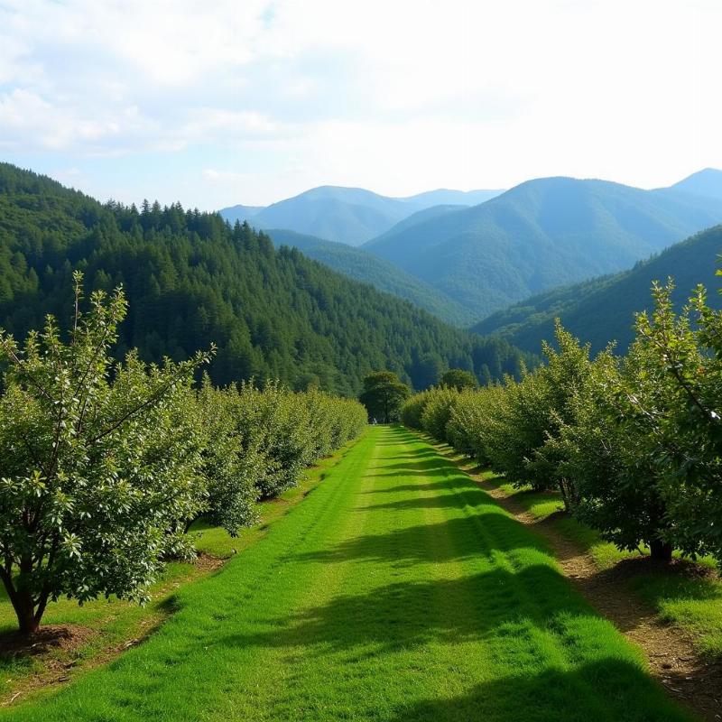 Mashobra Apple Orchards and Scenic Beauty