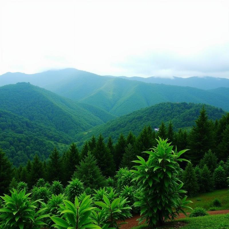 Ranipuram Hill Station near Kasaragod