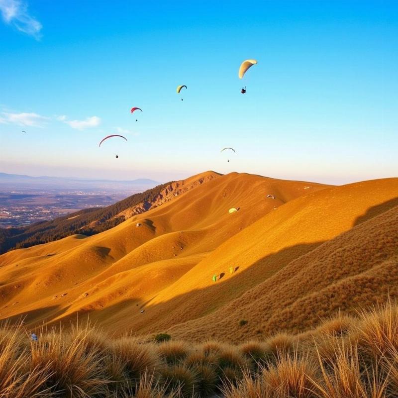 Golden landscape of Bir Billing during Autumn