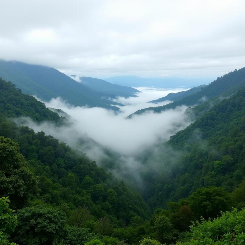 Amboli Ghats misty landscape